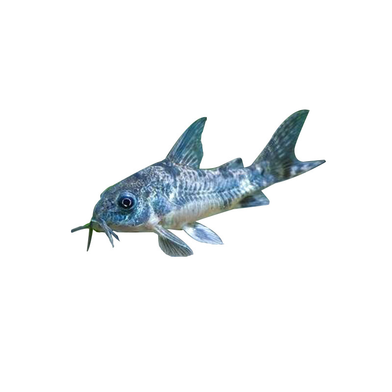 Mouse Fish Cleaner Algae Remover Special-Shaped Tool Fish Cleaner Fish Excrement Bottom Fish Small Freshwater Tropical Fish Wholesale