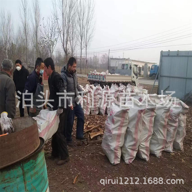 Processed Fireplace Firewood, Jujube Firewood, Large Density Wood, Hard and Burn-Resistant Dry Wood, Home Heating Campfire Firewood