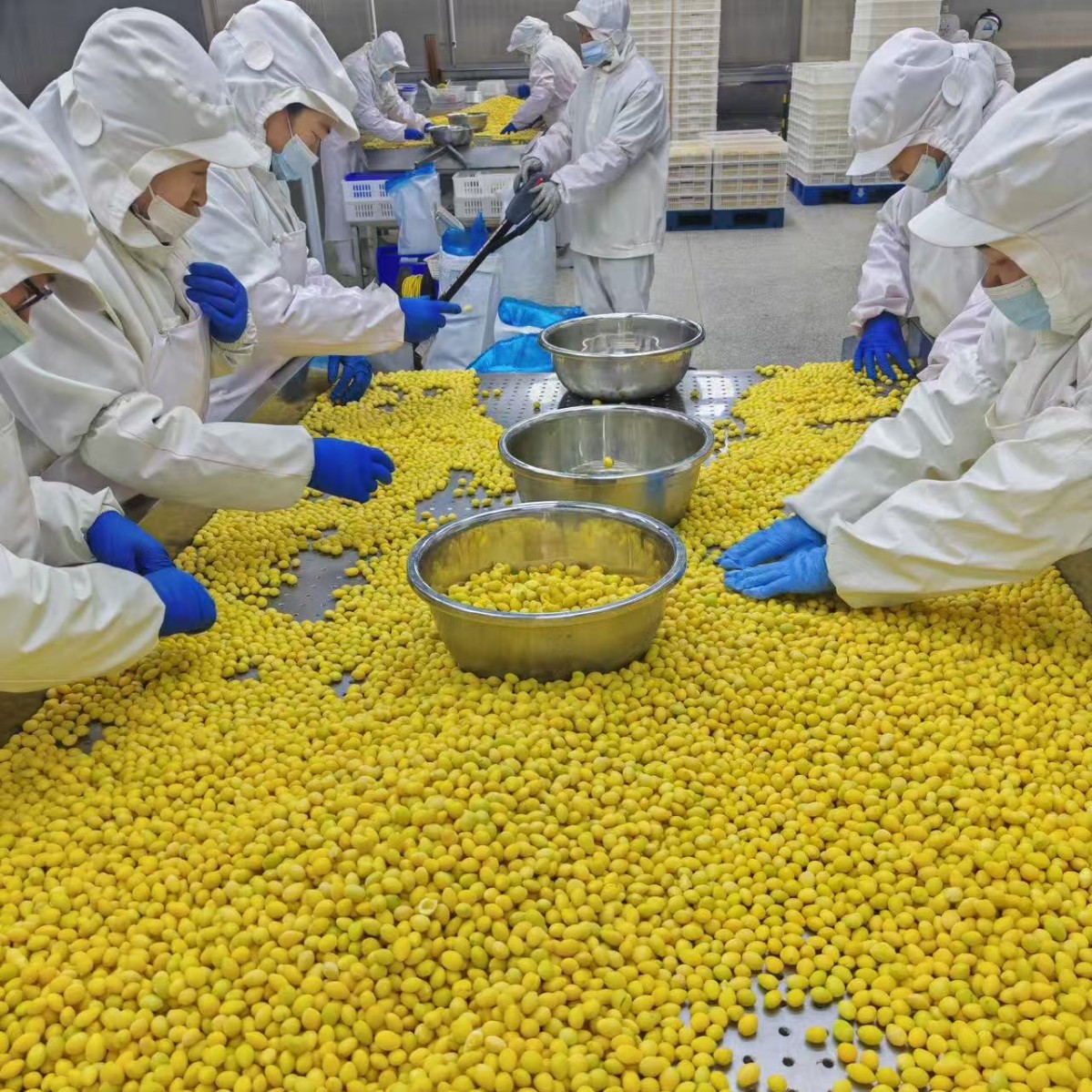 Можно экспортировать 2025 сырые гинкго билоба свежие очищенные большие фрукты сезонные гинкго не отбеленные съедобные сушеные фрукты