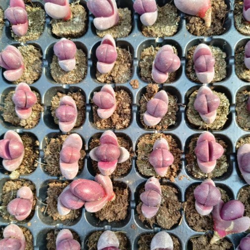Purple Emperor Jade Purple Emperor Jade Lithops 2-3cm