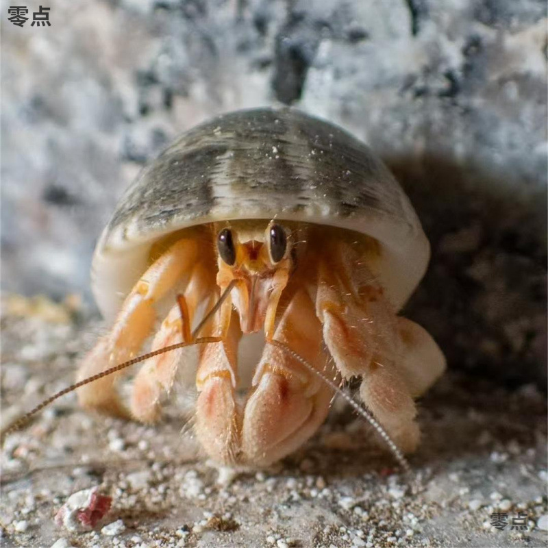 Easy-To-Raise Pet Crabs for Beginners: Hermit Crabs, Small Bean-Shaped Hermit Crabs, Freshwater Crawling Pets, Tank-Friendly Mini Crabs for Lazy Enthusiasts