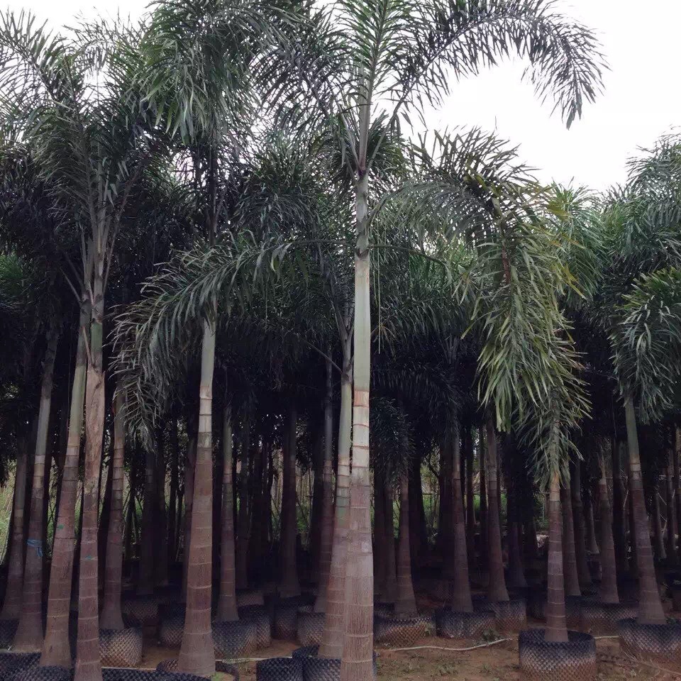 Fujian Fox Coconut Price Guangdong Fox Coconut Supply Zhejiang Fox Coconut Offer Fox Coconut Wholesale