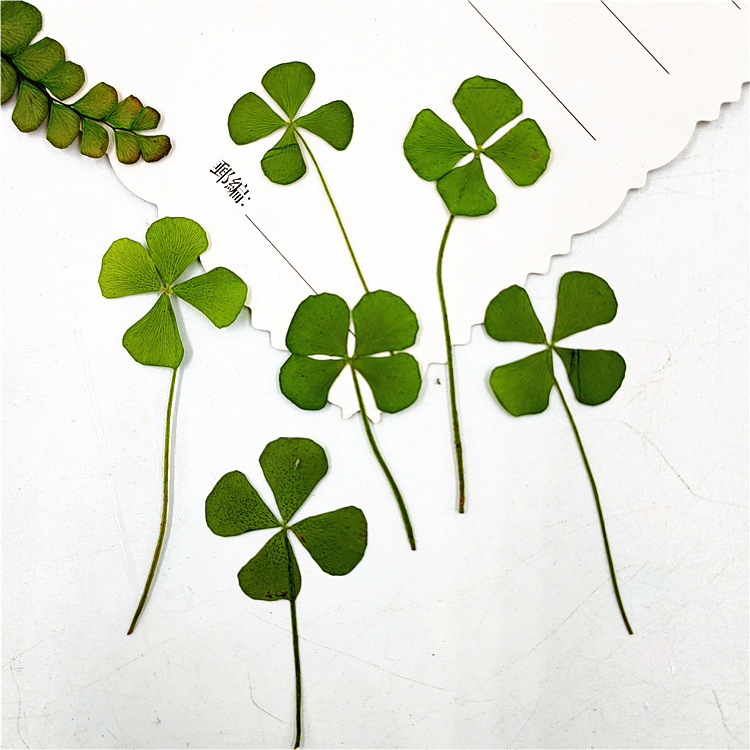 Four-leaf clover embossed dried flower wholesale mobile phone case plant specimen teaching photo frame bookmark handmade children's flower drop glue