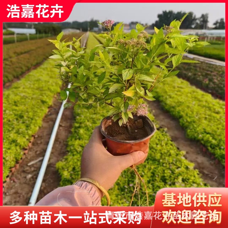 Golden Flame Spiraea Flower Shrub Flower Bed Flower Mirror Greening Garden Landscape Plant Golden Mountain Spiraea Seedlings