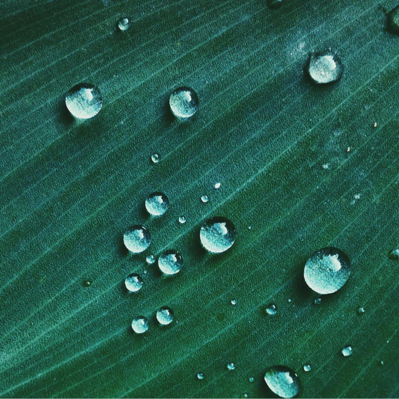 Lotus Leaf Effect Water Droplet Forming Car Glass Waterproof Liquid Rain Repellent Rearview Mirror Rainproof Magic Tool Car Window Water Droplet Prevention