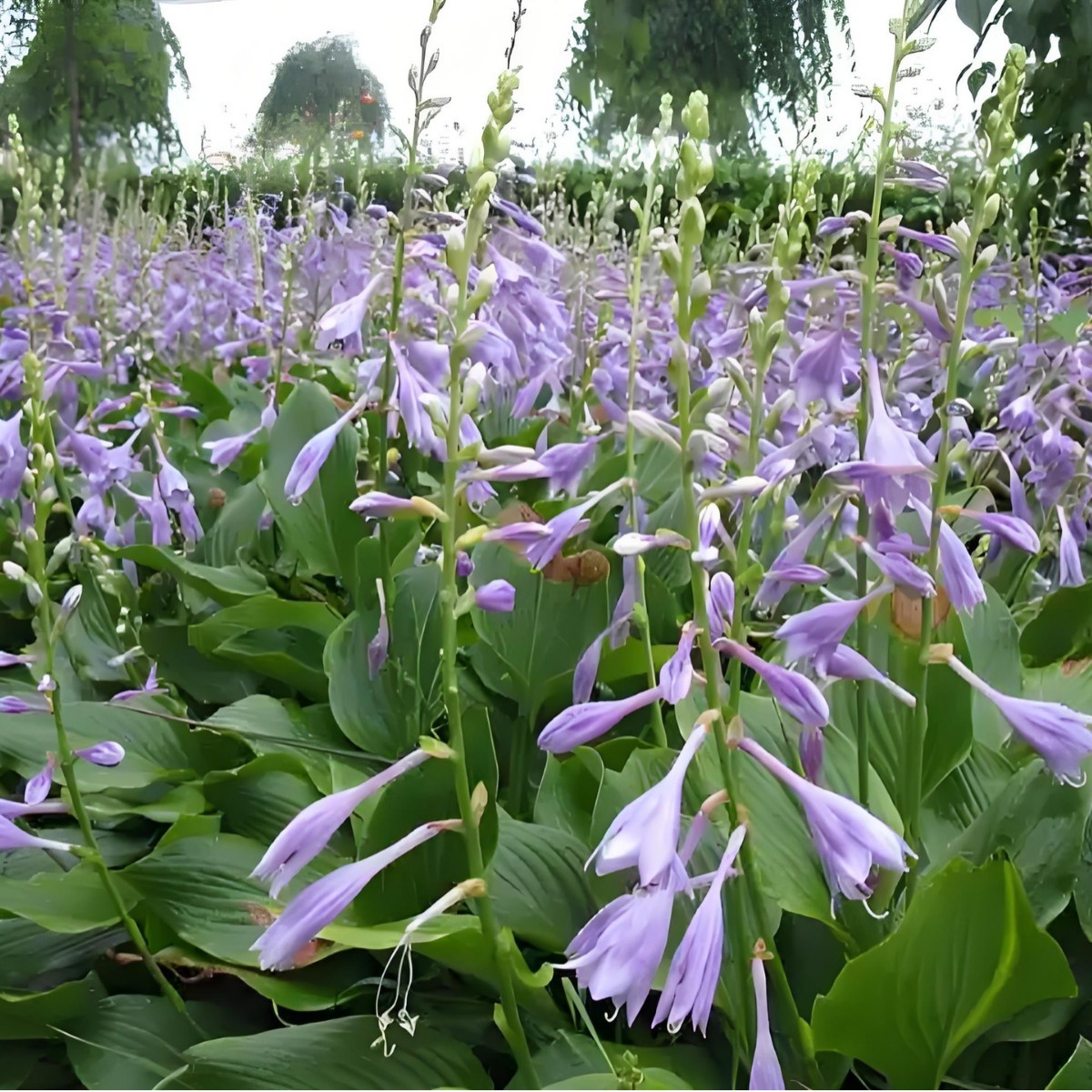 Саженцы хосты, морозостойкие цветы для озеленения, саженцы для озеленения сообществ, саженцы хосты для двора