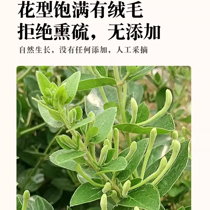 Honeysuckle Tea 500g Special Grade Authentic Dried Chrysanthemum Bulk New Arrival Sulfur-Free Wild Health Tea Chinese Herbal Medicine Tea