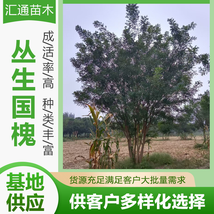 Clustered Chinese Locust Landscaping Projects, Tree Seedlings, Community Greening, Road Greening, Cluster Chinese Locust