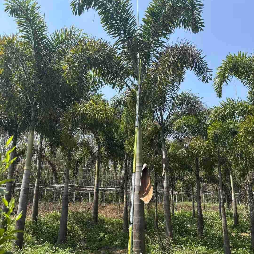 Yunnan Foxtail Coconut Tree Wholesale Jiangxi Foxtail Coconut Price Street Tree Hainan Coconut Tree Base