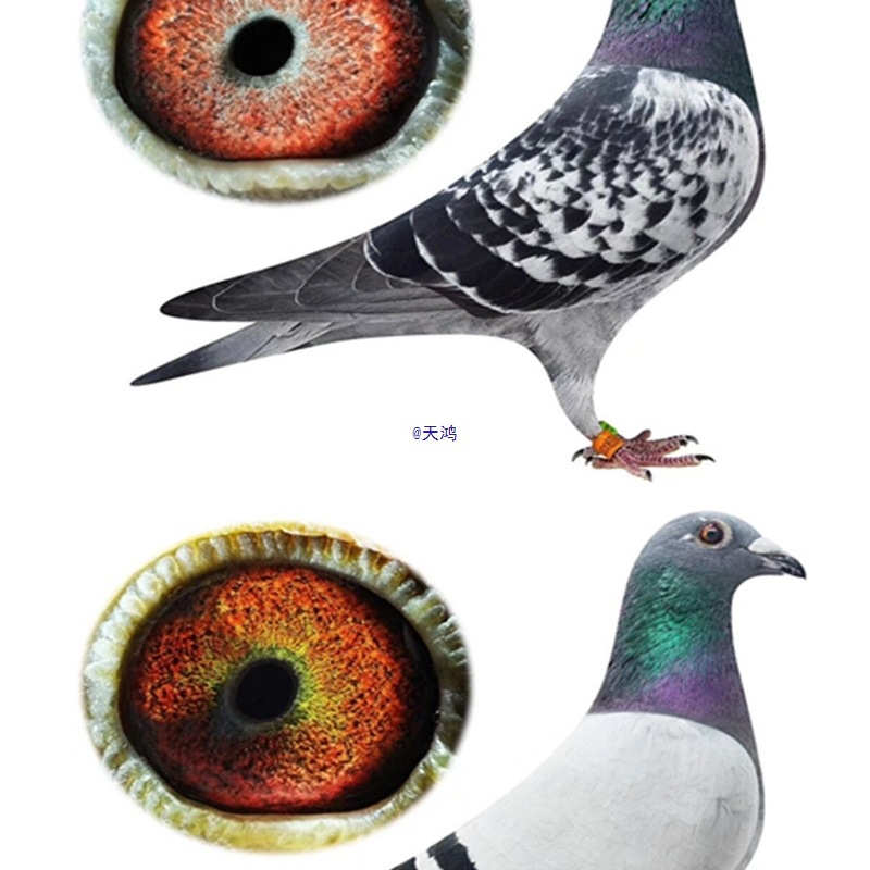 Homing Pigeon Purebred Racing Pigeon Original Ring Offspring Young Pigeon Pet Bird Ornamental Pigeon Live Pigeon Live Animal One Pair Guaranteed Live