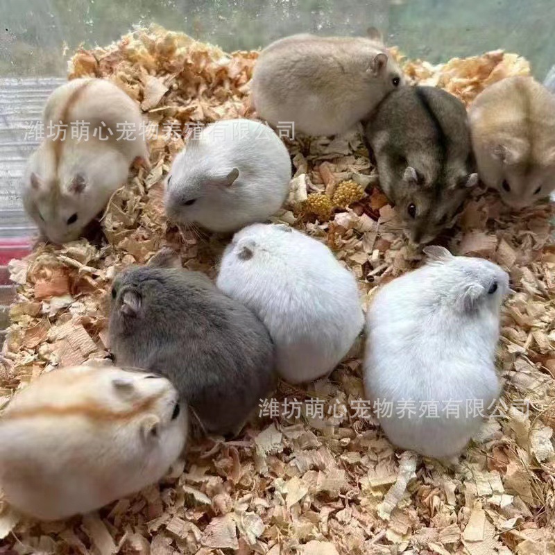 Оптовая продажа живых хомяков, тигровых медведей, белых медведей, черных медведей, коровьих медведей, длинношерстных медведей, медведей с круглыми глазами, рисовых медведей