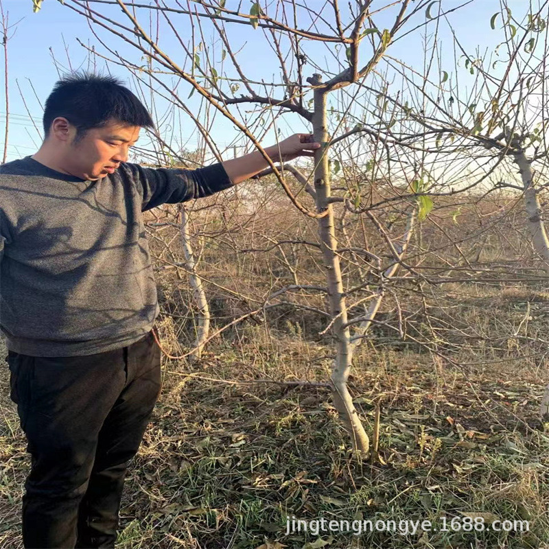 Grafted Peach Seedlings, All Varieties, Freshly Dug and Sold, Good Taste, Height 1m or More, Grafted Peach Seedlings of the Same Year