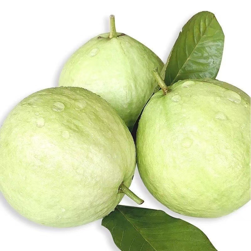 Fujian Zhangzhou White Heart Guava Crispy Sweet Guava Fruit Fresh Seasonal Pearl White Flesh Tubale Fruit Free Shipping