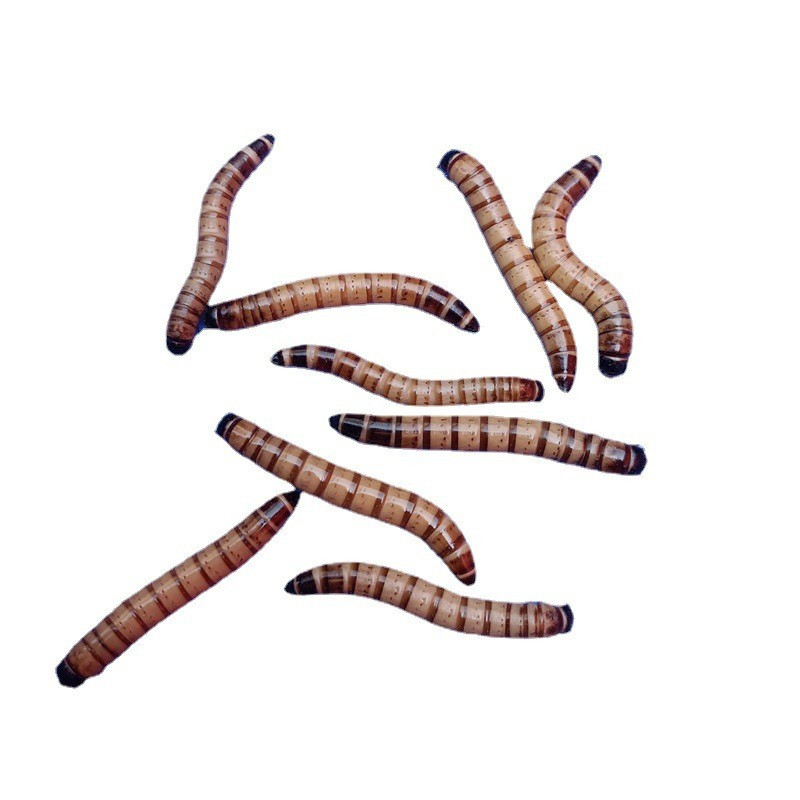 Barley Worm Live Protein Worm Arowana Painted Bird Food Yellow Powder Turtle Pet Lizard Earthworm Spider 1 Catties 500g