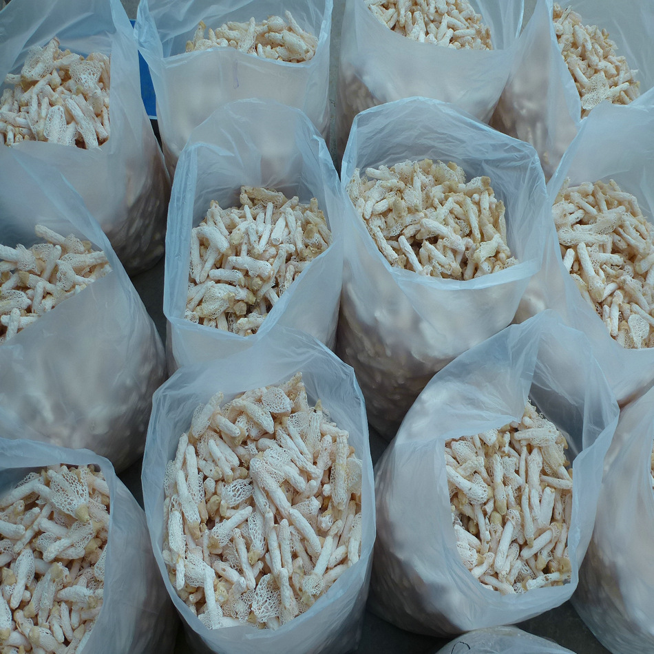 [Yufulong] Bamboo Fungus 12- 15cm Wild Red Bamboo Fungus Aaa Grade Selection Hotel Dry Bamboo Fungus Wholesale