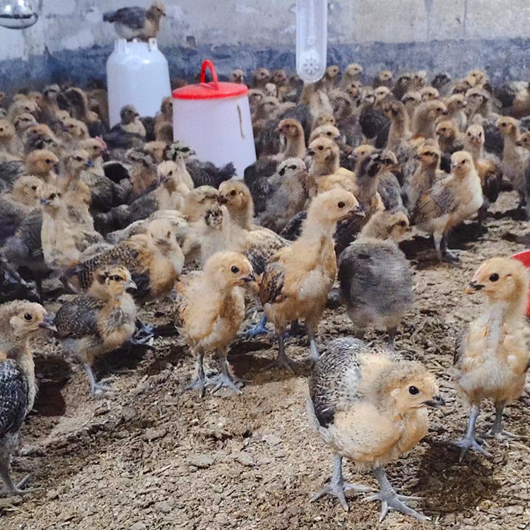 Wholesale Chicken Seedlings, Dewarmed Green-Footed Native Chicken Seedlings, Live Half-Pound Cubs, One-Month-Old Shelf Chickens, Suitable for Rural Free-Range