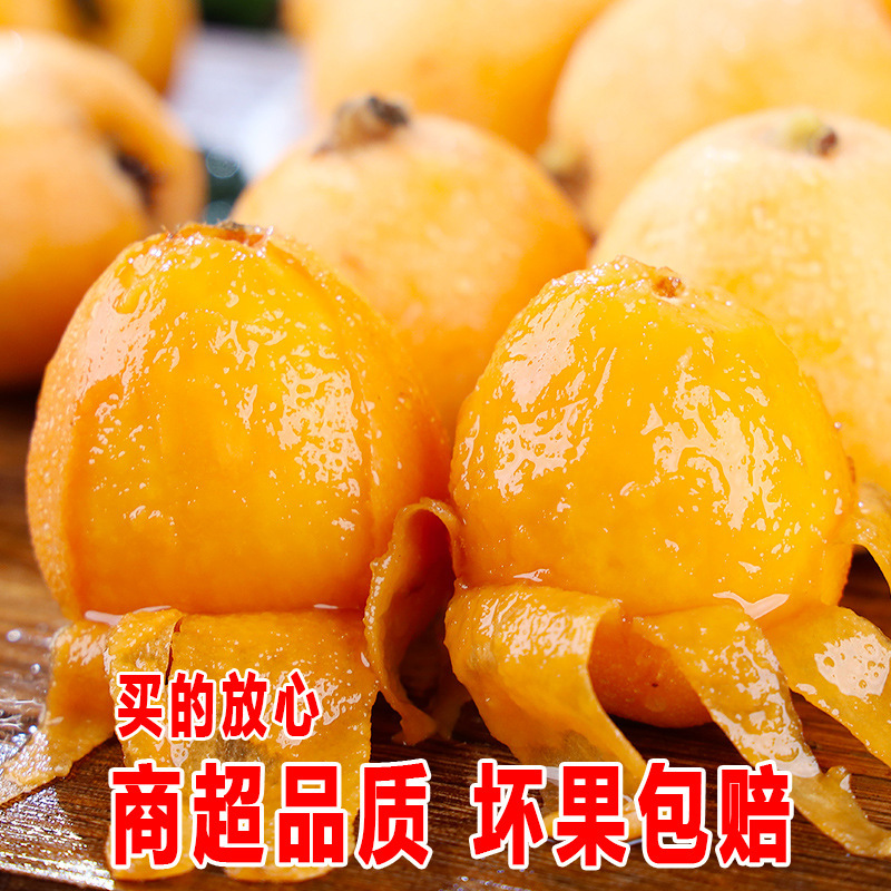 Fresh Large Fruit of Loquat from Miyi, Panzhihua, Sichuan