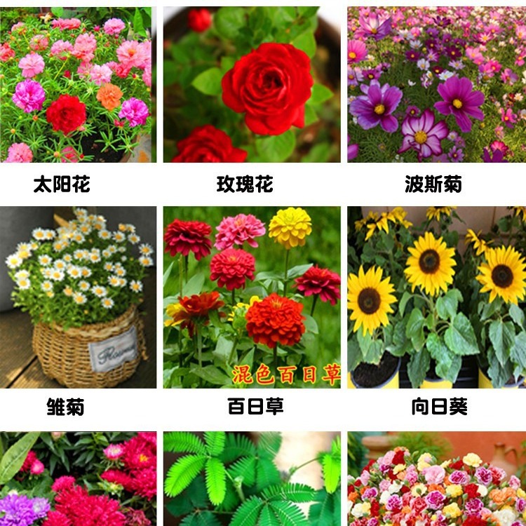 Семена маленьких цветков в горшках, короткие подсолнухи, ипомея, семена подсолнуха Феникс, дропшиппинг, маленькая упаковка семян цветов