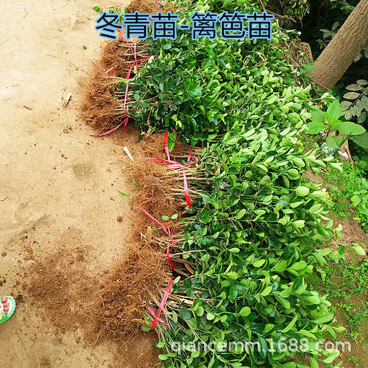Nursery Supplies Greening Seedlings, Holly Seedlings, Four-Season Evergreen Fence Seedlings, Fence Foliage Plants, Large Quantity Discounts