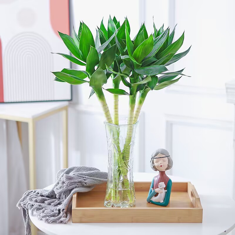 Wenchang Bamboo with Roots Guanyin Bamboo Lotus Bamboo Rich Bamboo Hydroponic Plant Purifies the Air in the Office Water-Cultured Green Plants