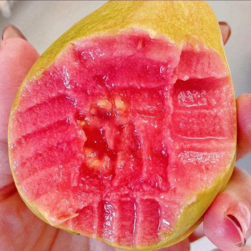 Fujian Guangdong Red Heart Guava Seasonal Fruit Fresh Free Shipping Seasonal Guava Red Heart Guava Drop Shipping