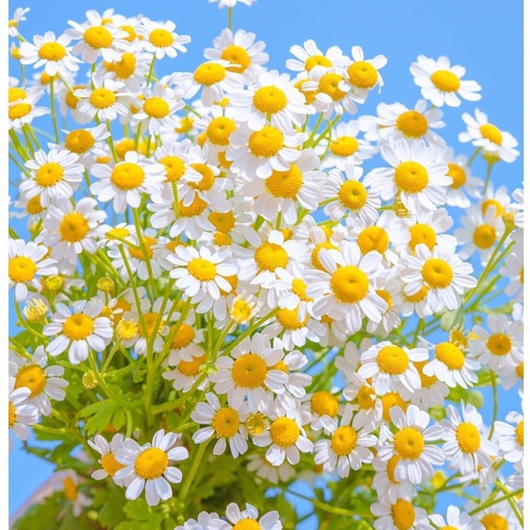 Small Potted Flower Seeds, Short Sunflowers, Morning Glory, Phoenix Fairy Sunflower Dropshipping Manufacturers, Small Package Flower Seeds