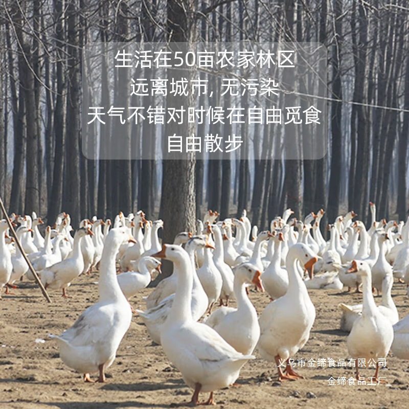 Fresh Goose Eggs for Pregnant Women, Farm-Raised Free-Range Goose Eggs, Specialty Products, Freshly Picked and Shipped, 12 Large Goose Eggs