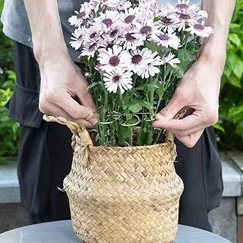 Cross-Border Plant Fixing Clips for Gardening, Auxiliary Branch Arrangement, Anti-Fall Fixation, Decorative Gathering, Fixing Frame Combination for Potted Plants