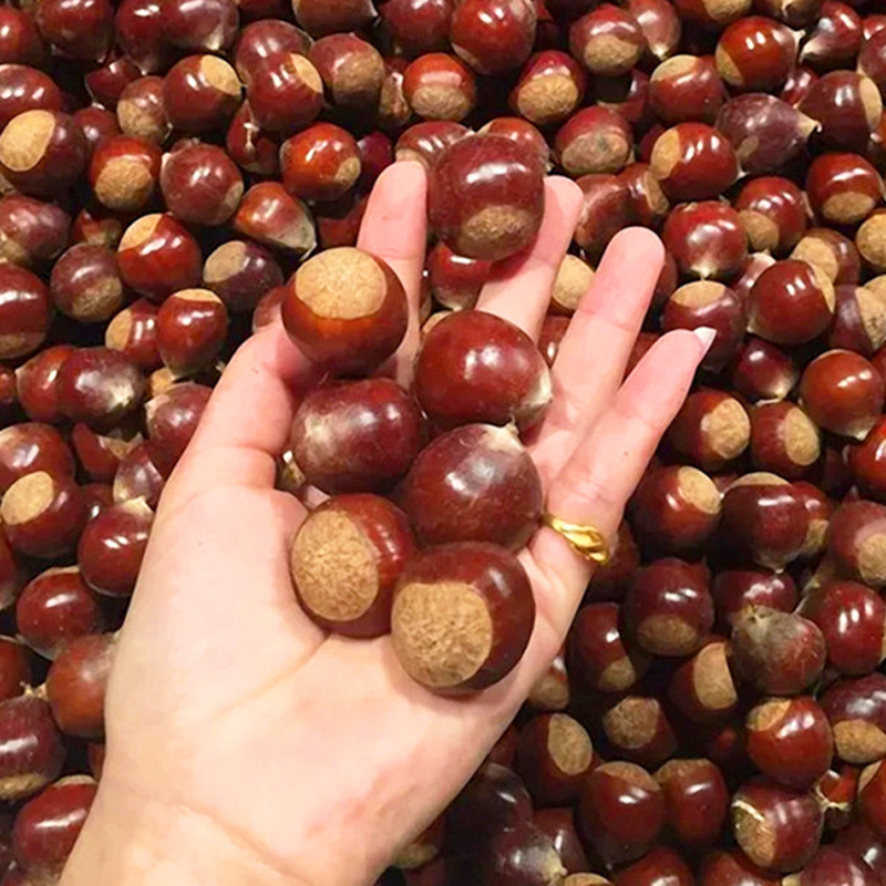 Free Shipping, Fresh Cone Chestnuts, Jianzhu Cone Chestnuts, Direct Delivery from the Origin, High Mountain Chestnuts Wholesale, Large Quantity, Favorable Price, Kilogram Price