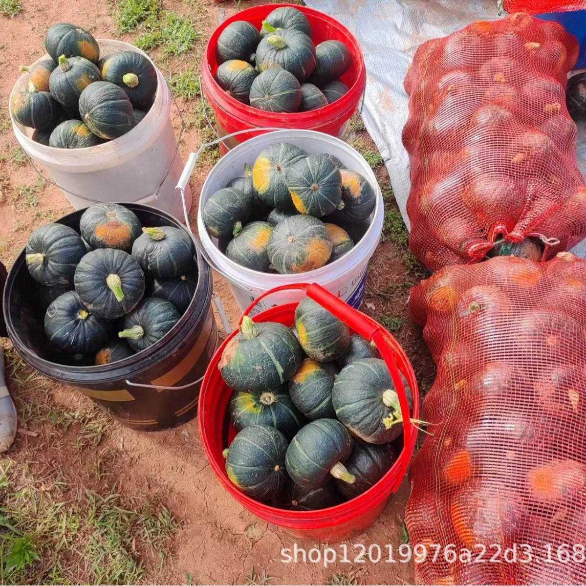 Beibei Pumpkin Fresh Chestnut Flavor Old Pumpkin Authentic Sweet Pink Glutinous Baby Pumpkin 2.5kg Free Shipping Fruits and Vegetables