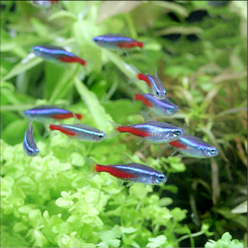 Traffic light fish live small lamp fish tropical fish ornamental fish grass tank group tour Shanghai fishing ground wholesale can be mixed