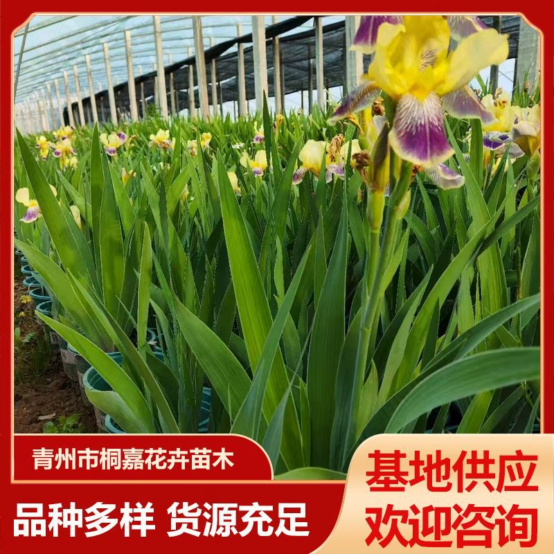 Aquatic Plant Yellow Iris Base Supplies Various Irises, Blue Butterfly Flat Bamboo Flowers, German Iris Flowers
