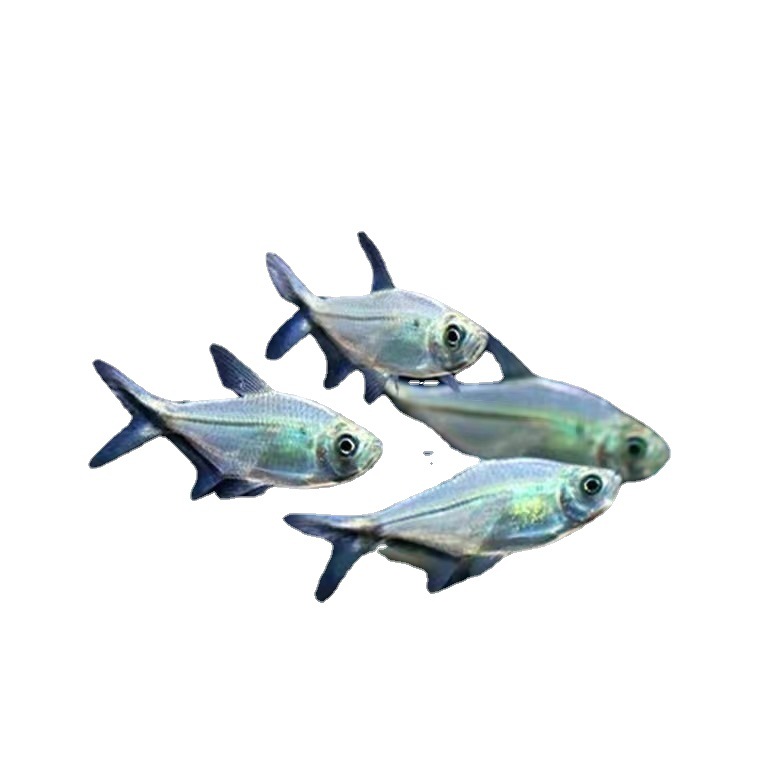 Black Tail Big Hook Fish Living Flag Small Lantern Fish Grass Tank Group Tour Tropical Ornamental Fish Fishing Farm Direct Sales Package