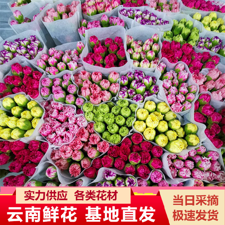 Оптовая продажа гвоздик из Куньминга, цветы для подарков на День матери и День учителя