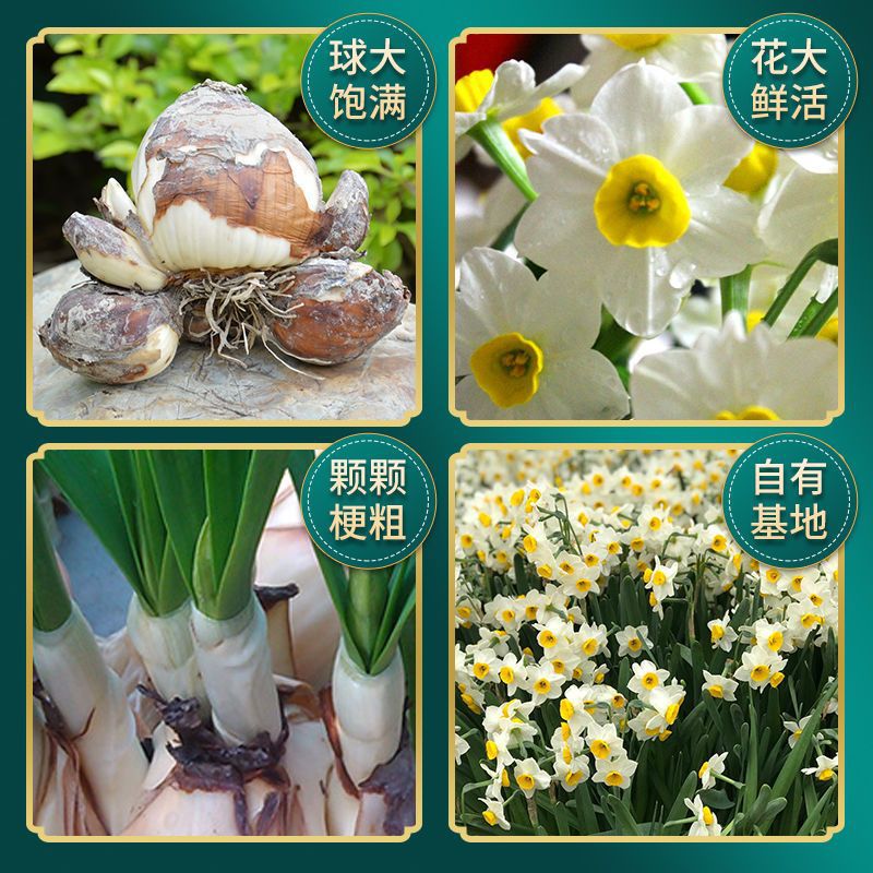 Domestic Zhangzhou Large Narcissus Hydroponics, Easy to Grow for Lazy People, Must-Have for Spring Festival, Strong Fragrance Indoor Desktop Zhangzhou Green Plants
