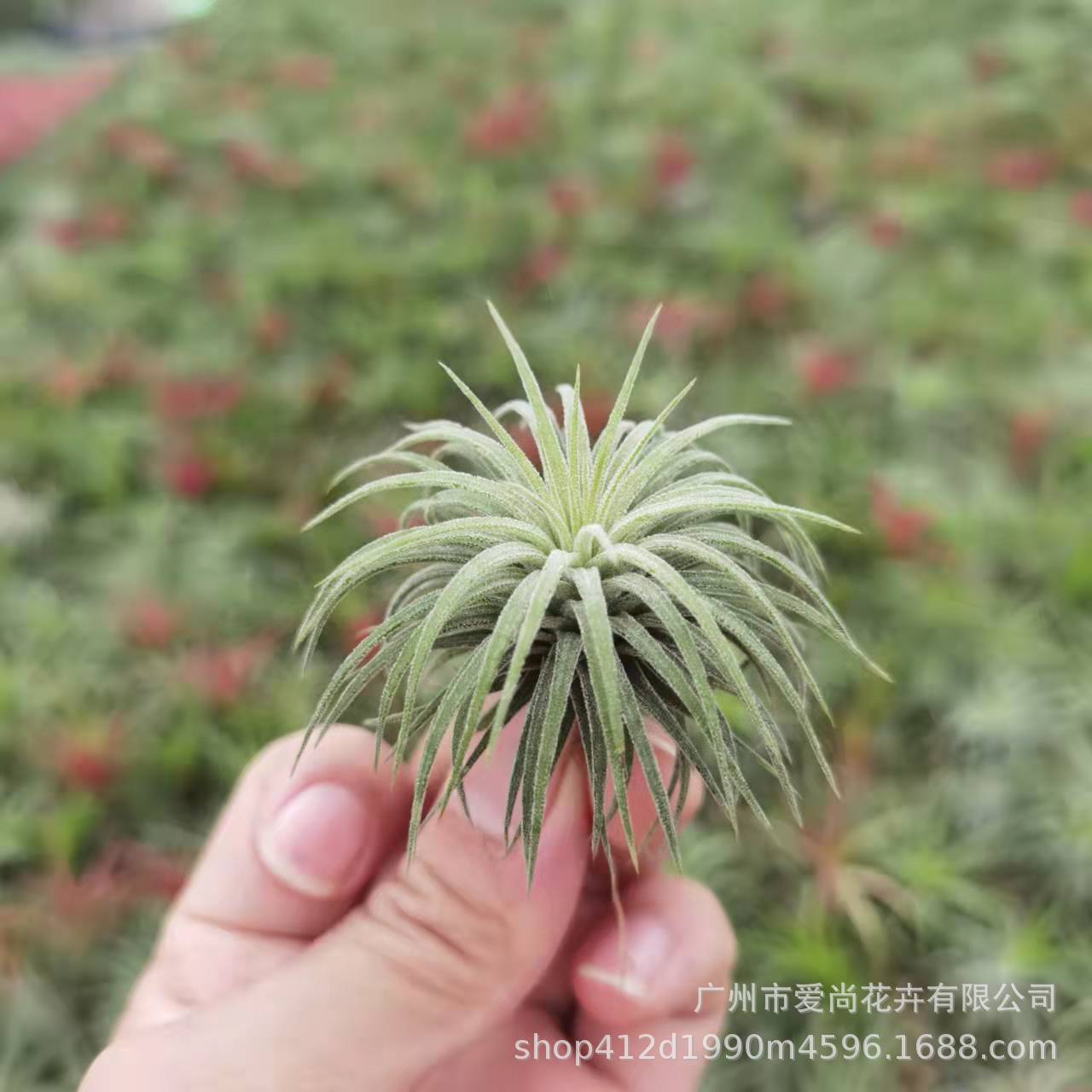 Air Pineapple Wholesale Soilless Plant Potted Small Octopus Elf Cotton Candy Flower Flowers Bei Kali Variety Green Planting