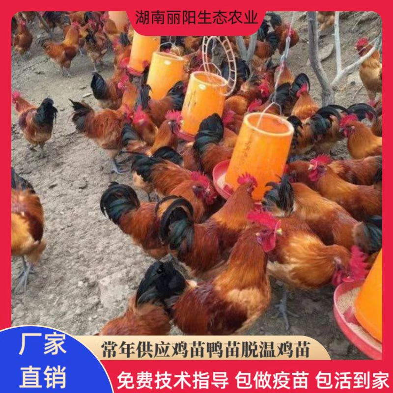 Прямые продажи из инкубатора: цыплята черно-пернатой краснокороны, однодневные живые цыплята, живые саженцы, подходят для разведения свободно гуляющих кур в горных районах