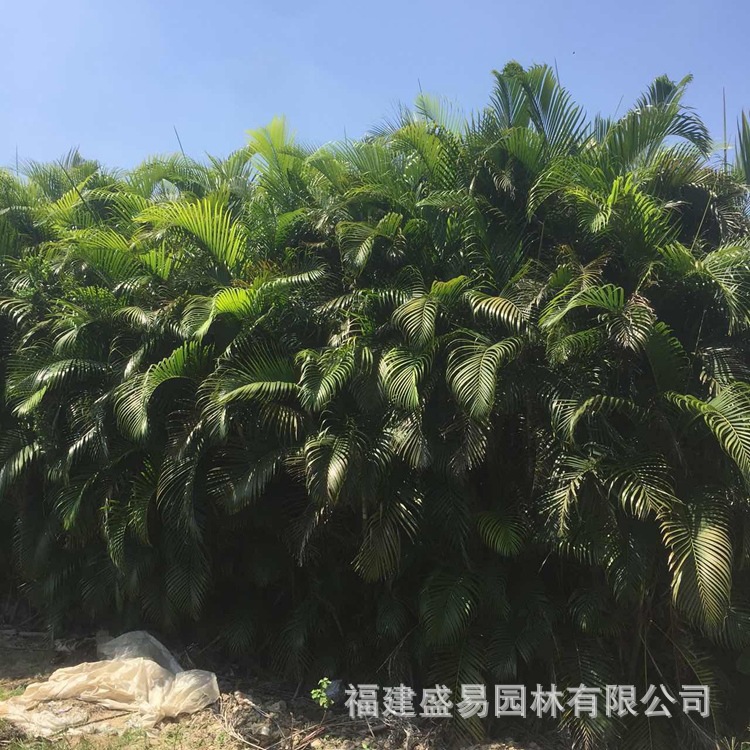 Fujian Sanwei Kwai Wholesale Sanwei Kwai Quote Sanwei Kwai Price Palm Sanwei Kwai Planting Base