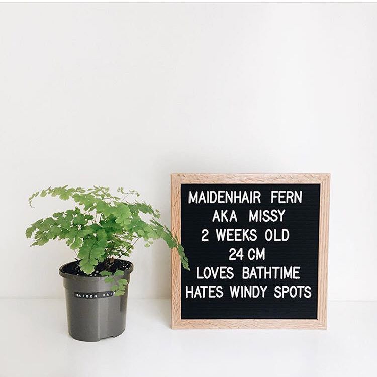 ins wooden felt message board strip color letter note board memo decoration baby 100 days photo props