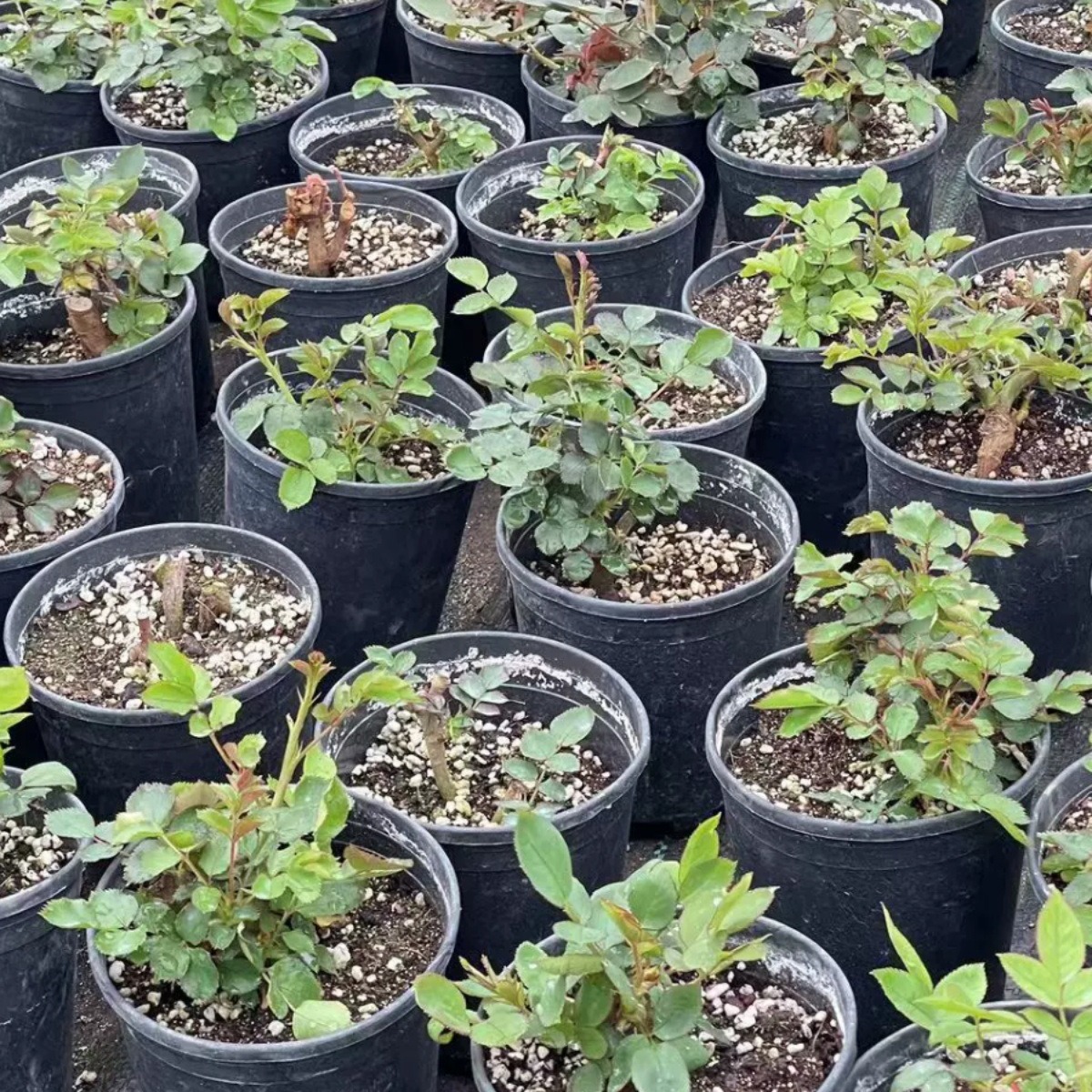 Strong-Scented Rose Seedlings, Old Piles, Large-Flowered Roses, Old-Root Florals, Potted Roses, Balcony Plants, Cold-Resistant and Blooming in All Seasons