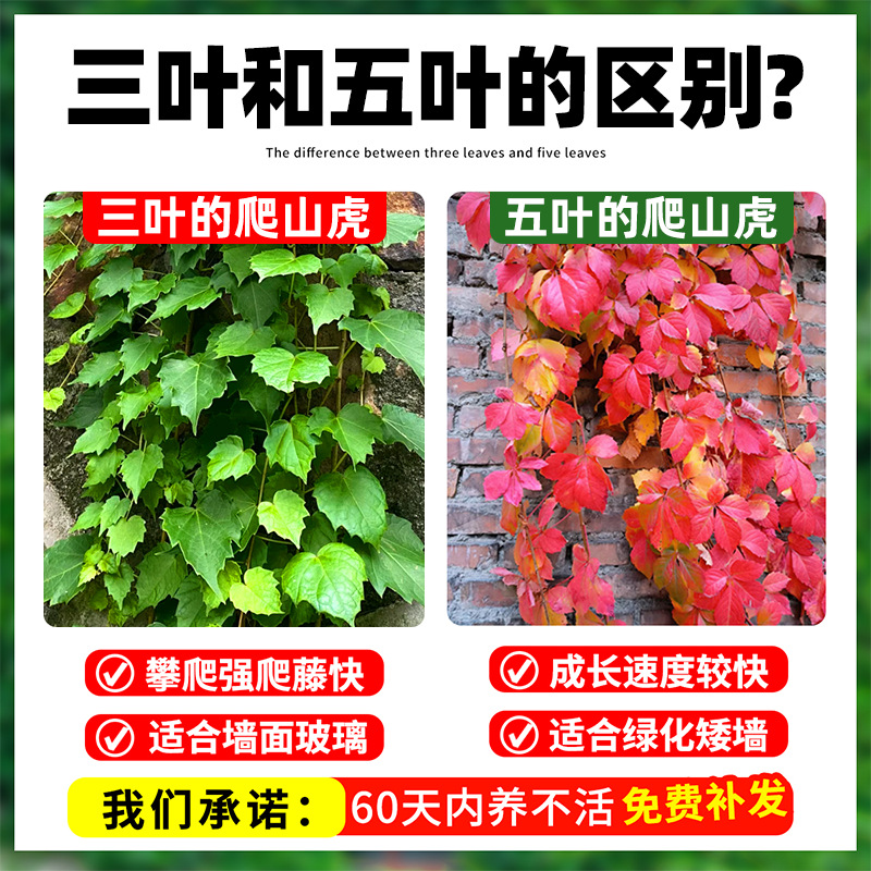 Climbing Vine Live Seedlings, Wall-Climbing Vine, Courtyard All-Season Seedlings, Three-Leaf and Five-Leaf Outdoor Easy-To-Grow Saplings, Green Plants, Evergreen Vines