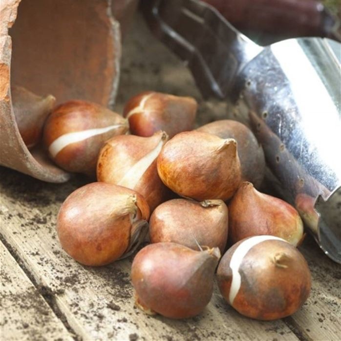 Wholesale In-Stock Tulip Bulbs Single-Petal Variety, 1 Bulb, 5-Degree Bulbs, Indoor Potted Flowers, Blooms All Seasons, Easy to Care for