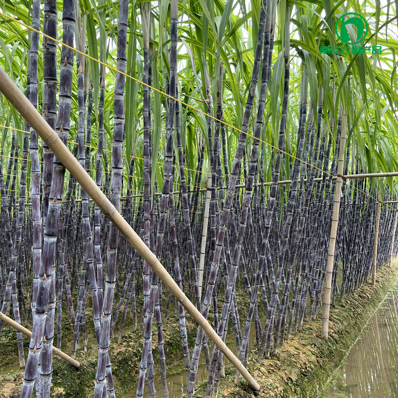 黑皮甘蔗新鲜水果脆甜多汁甘蔗产地直供量大从优