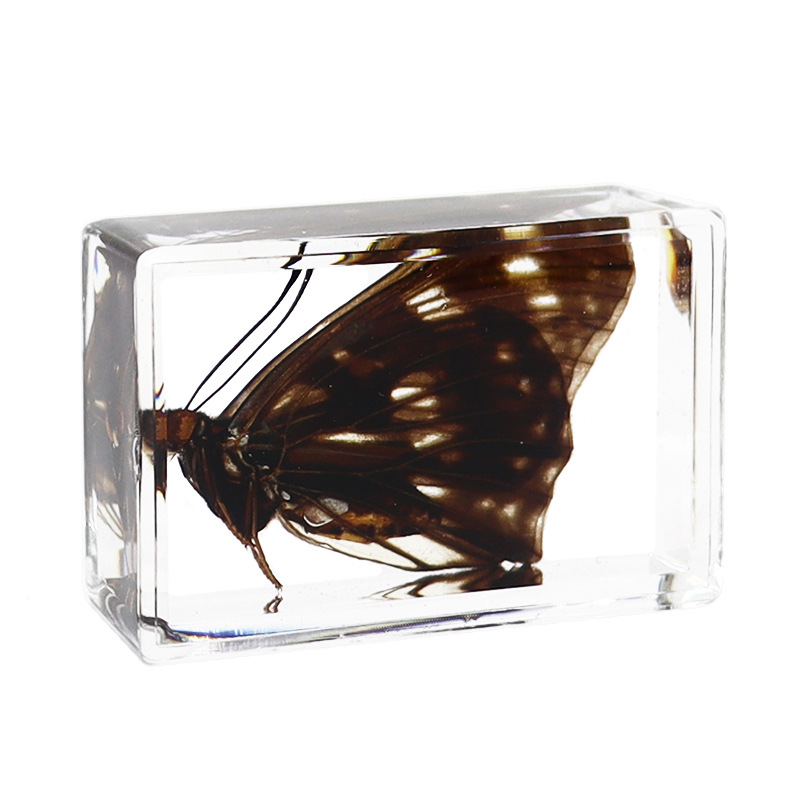 Zhenfang handicraft factory factory self-operated real butterfly glue specimen gift teaching utensils observation, study and research