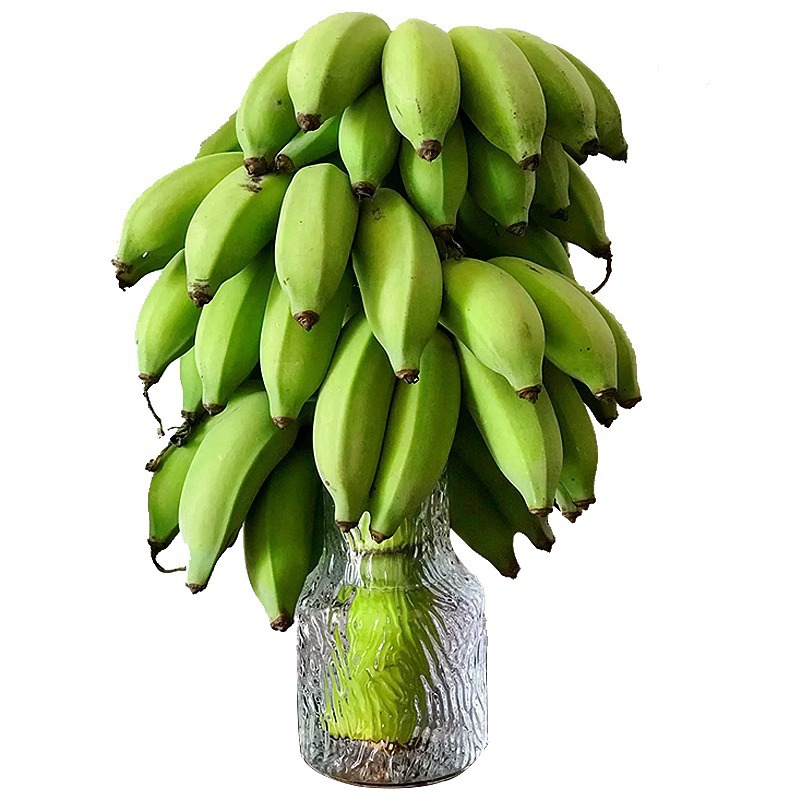 Whole Bunch of Green Office Hydroponic Bananas, Anxiety-Relieving, Flower Arrangement, Green Value, Plantain, Millet Banana, Powdery, Glutinous, Sweet