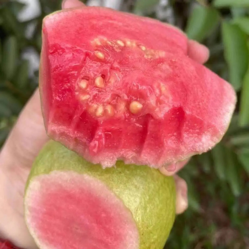 Fujian Guangdong Red Heart Guava Seasonal Fruit Fresh Free Shipping Seasonal Guava Red Heart Guava Drop Shipping