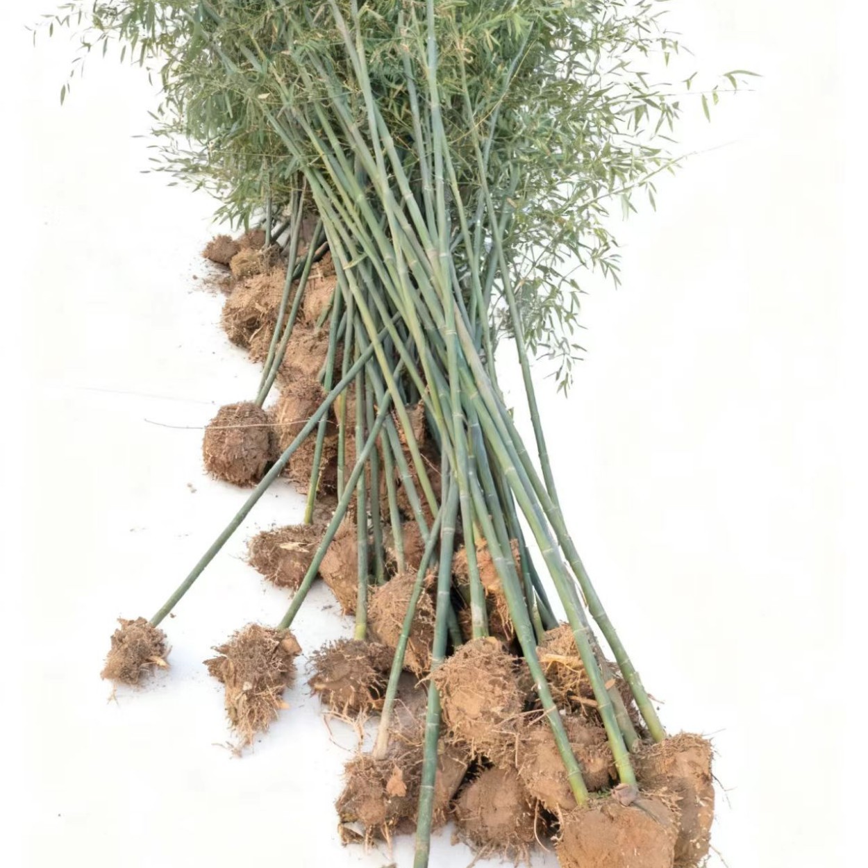 Xi'An Nursery Manufacturers Wholesale Green Bamboo, Shaanxi Small Bamboo Potted Gold Inlaid Jade Bamboo