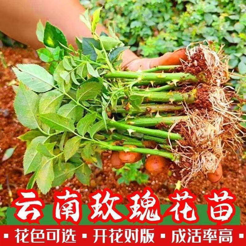 Саженцы роз с прямыми волосками, четырехсезонные цветущие розы, устойчивые к холоду и засухе, саженцы роз для двора