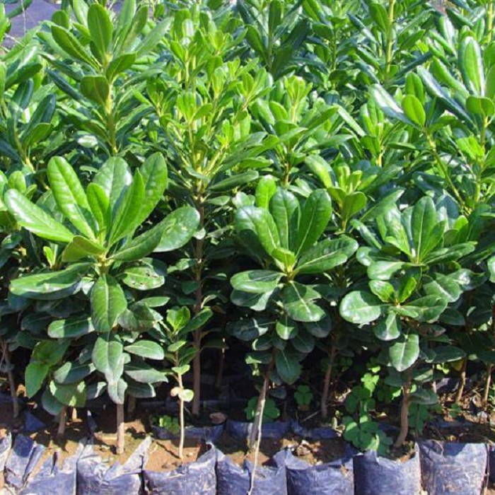 Pittosporum Saplings for Courtyard Greening, Pittosporum Balls, Aromatic Hedge Engineering Seedlings, Cold-Resistant Fence, Evergreen Seedlings in All Seasons