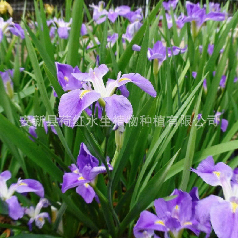 Blue Flower Aquatic Iris Seedlings Are Resistant to Deep Water 30cm, Purify Water Quality, Courtyard Pond Landscaping, Wetland Restoration Iris Seedlings